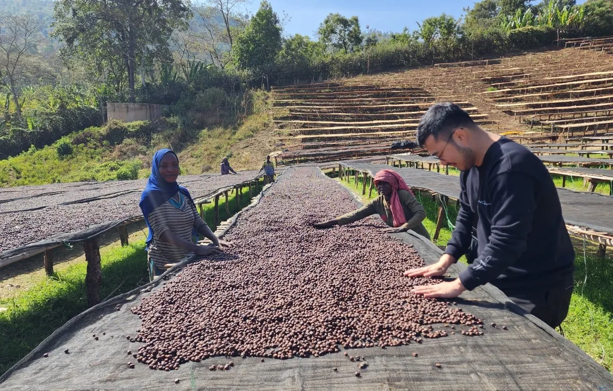 건조대 위 커피 검수