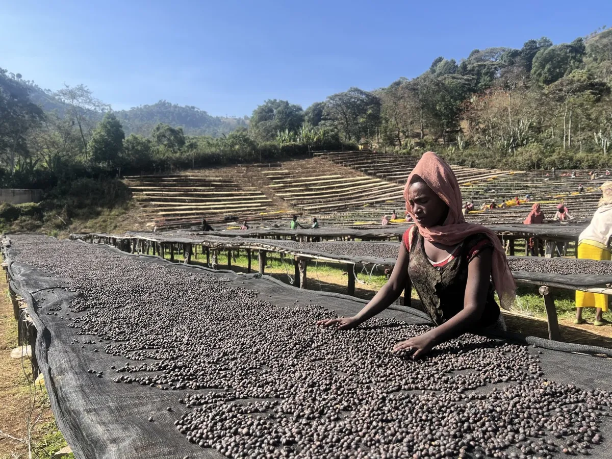 에티오피아 산지 건조 작업