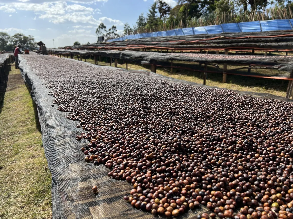 건조대 위 커피 체리